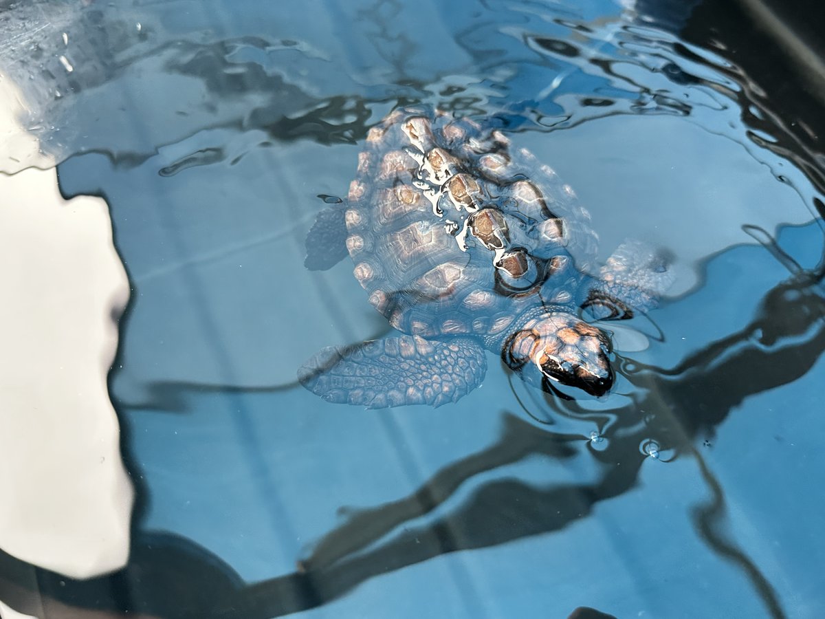 2OceansAquarium's tweet photo. Adopt #42 and #51! 🐢They were rescued and brought to our #TurtleConservationCentre for #rehabilitation🩹Adopters play a role in their journey to #release, get progress updates and an adoption certificate🐢#adoptaturtle: turtlerescue@aquariumfoundation.org.za🩵 #2oceansaquarium https://t.co/6J4YvR3hS6