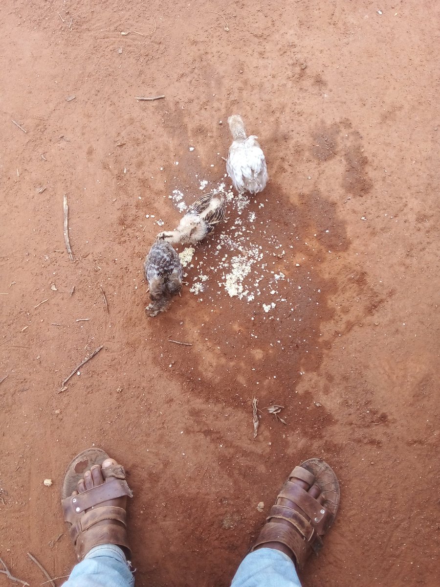 SirDhexcs's tweet image. Kienyeji pure.