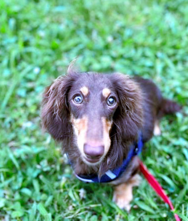 livedoornews's tweet photo. 【女性もけが】土佐犬にかまれミニチュアダックスフント死ぬ
https://t.co/RqWK4vLDZo

土佐犬を散歩させていた男性によると、土佐犬は4歳の雄で体重約60キロ。男性は「こうしたトラブルはこれまでな��った。リードを放して女性の足にからまり、制御できなかった。心から申し訳ない」と話した。 https://t.co/3cN0Nj9n35