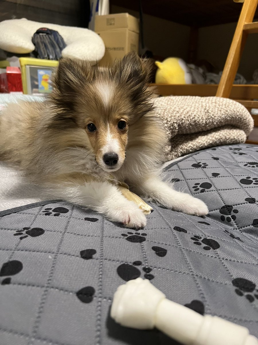 妹が好きすぎて夜中も見張ってる笑笑
かわいい💕💕
#夢の多頭飼い 
#犬のいる幸せ