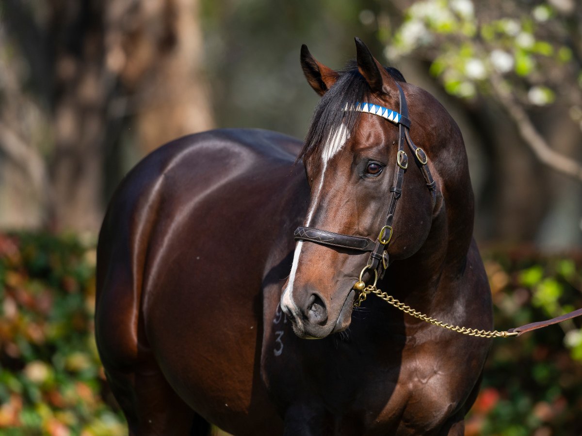 DarleyAus's tweet image. 🥇Nanshe (#Astern) takes out race seven at Kembla Grange over 1,400m for #TeamGodolphin

#Astern: The highest-rated sprinter by Medaglia d’Oro and from Champion broodmare Essaouira.
