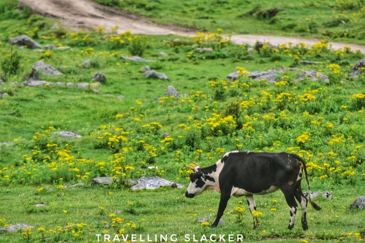 Travellingslack's tweet photo. A day hike/ nature walk through #Phobjikha Valley, #Bhutan
https://t.co/ydyuSz6fjk https://t.co/Z7CzwAdLF3