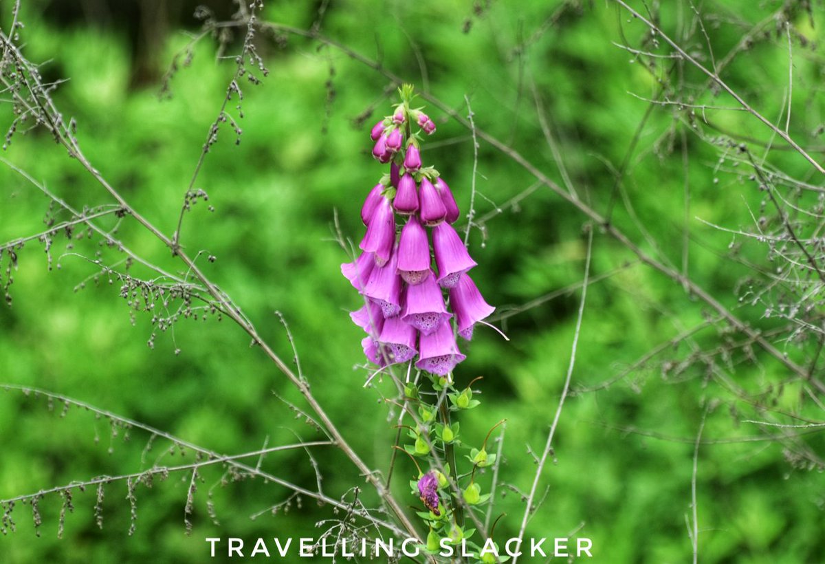Travellingslack's tweet photo. A day hike/ nature walk through #Phobjikha Valley, #Bhutan
https://t.co/ydyuSz6fjk https://t.co/Z7CzwAdLF3