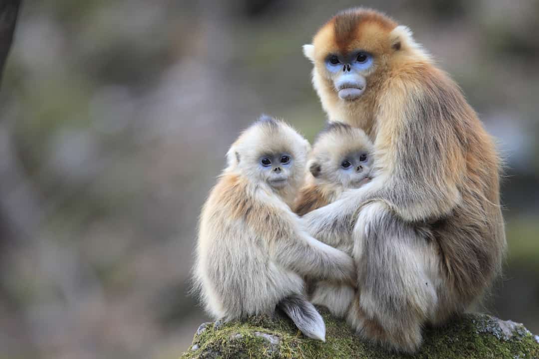 philogrouptours's tweet photo. How well do you know the primates around you?

Come, go with us as we go at the heart of the jungle to discover the most intriguing stories about these graceful human relatives.
Book with us, @philogrouptours https://t.co/FEOCa83woo