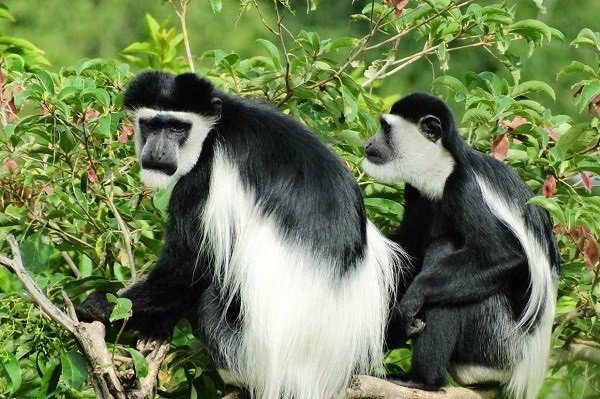 philogrouptours's tweet photo. How well do you know the primates around you?

Come, go with us as we go at the heart of the jungle to discover the most intriguing stories about these graceful human relatives.
Book with us, @philogrouptours https://t.co/FEOCa83woo