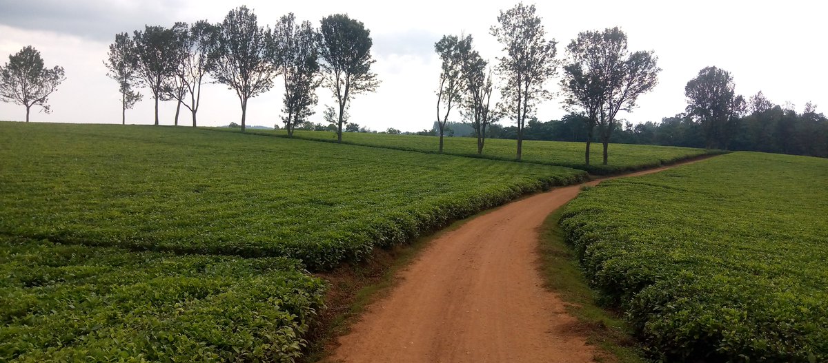 Very unfortunate that a kilogram of made tea is fetching less than 1 US dollar at Mombasa Auction and the government is all quiet about it.. Wondering why <a href="/nyabuharajk/">Nyabuhara .Julian . Kitunga.</a> didn't represent this community in Serbia!!