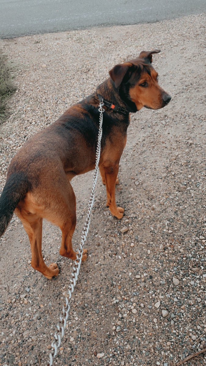 DOCMCPUFFINS420's tweet image. Taking Stella for a morning walk. It’s so nice out this morning ❤️ #dogsoftwitter #mixedbreed #doberman #germanshepard