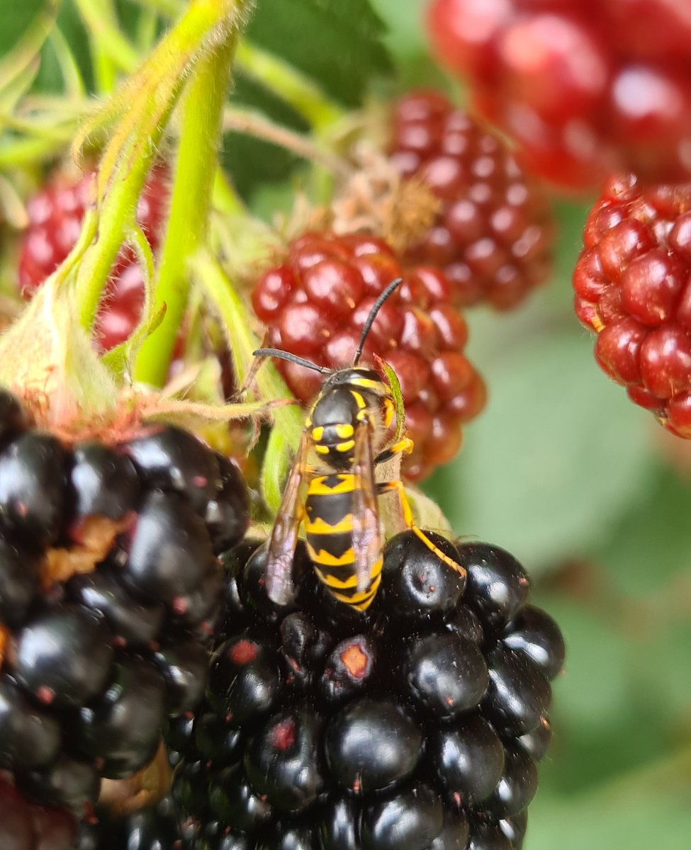 Sir_Ed_'s tweet photo. Nicht nur Brombeer Blรผten sondern auch die #Brombeeren selber sind was fรผr #Insekten โบ๏ธ @Milvus70234020
Immer schรถn beim Pflรผcken aufpassen๐...ich pack morgen welche in den #Rumtopf ๐๐คค...also Brombeeren, nicht Wespen๐คช๐ https://t.co/N70zfNoATb