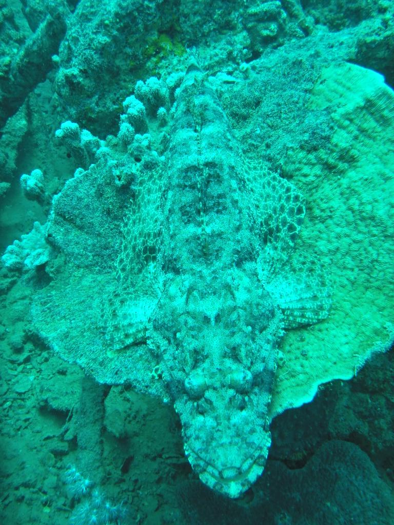 Padi Diver Alberto tweet media