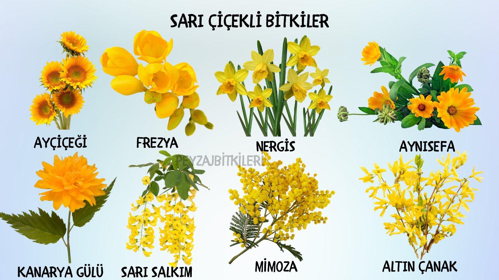 PeyzajBitkileriKitap on X: Sarı çiçekli bitkilere aşık olmayan var mı?💛  t.corPno8NA0zi  X