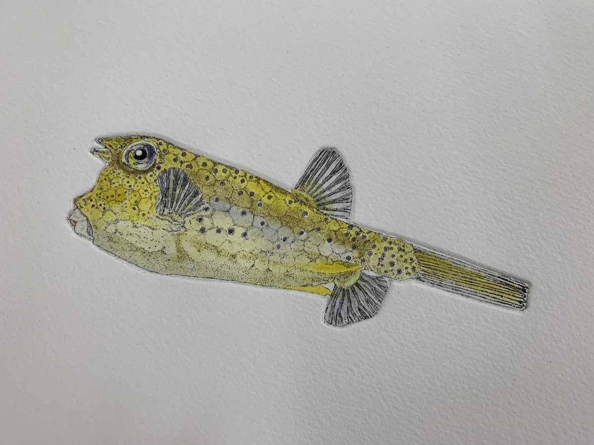 Long horned Cowfish etching , printed and hand coloured. Emile the van ‘Galerie Maritime ‘ 🤞will be at the Royal William Yard Market tomorrow.
#marinelife #prints #devon #plymouth