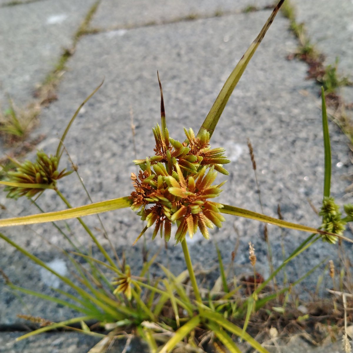 Cyperus eragrostis maybe. Growing in the cracks of the pavements

#naturePhotography
#urbanPhotography