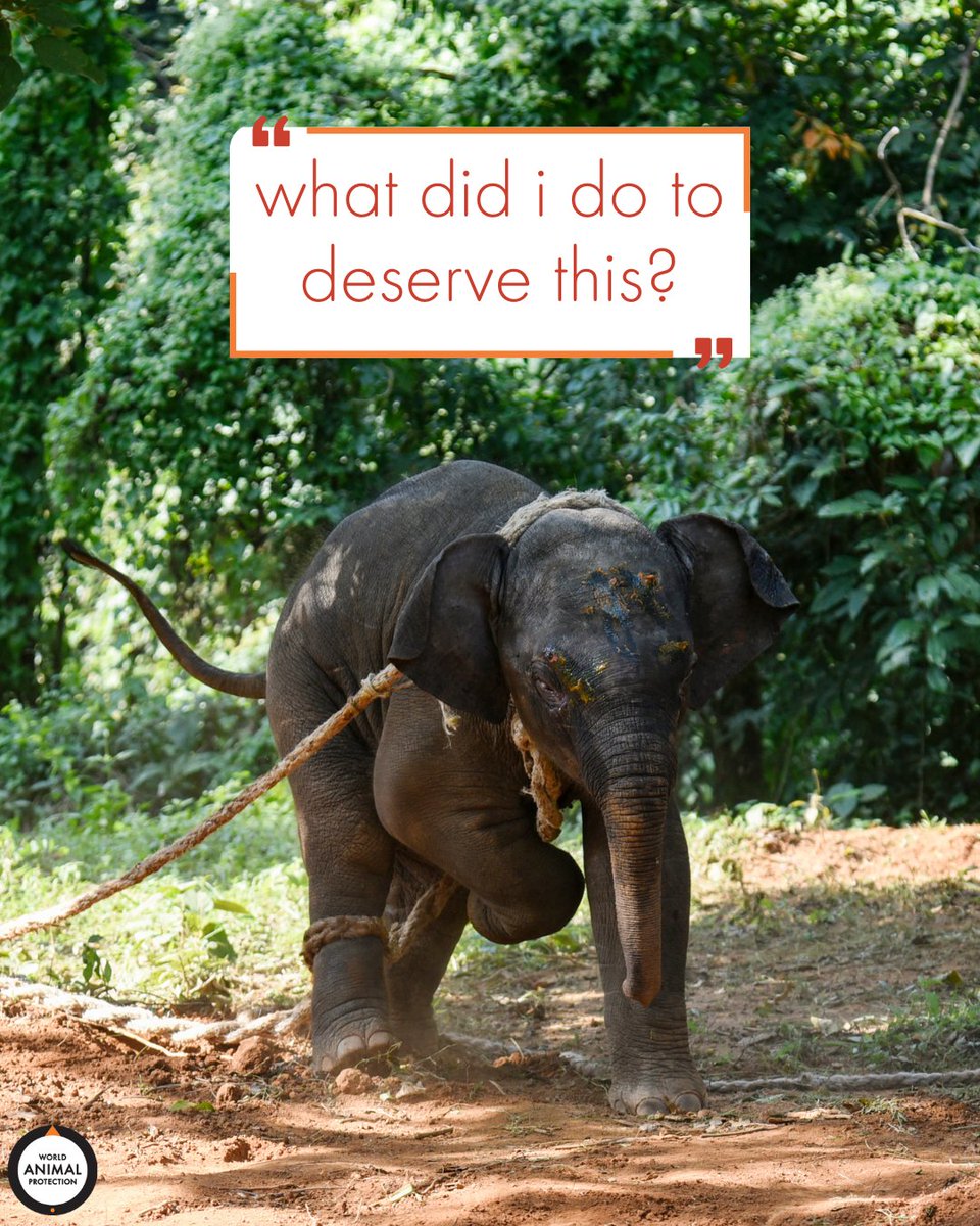 MoveTheWorldUS's tweet photo. In order to make elephants submit to elephant rides, they are taken from their mothers when babies and forced through a horrific training process known as "the crush," which involves physical restraints, inflicting severe pain, and withholding food and water. 💔 https://t.co/GMbFztqQ9q