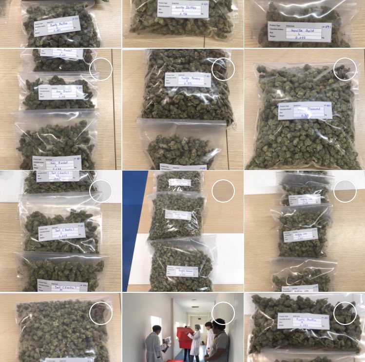 MasterK17749895's tweet photo. 医療大麻大学のプロフェッサーが開催する、ライセンス取得代行の説明会に来たい人いますか？

大麻関係のライセンスは全てサポートするよ😁マフィア？マイペンライ👍
先月に頼まれた日本人のところもマイペンライ😁完璧👍
プロフェッサー👨‍⚕️が言ってます。#Bangkok  #weed  #Cannabis https://t.co/5RhFc6dxAE