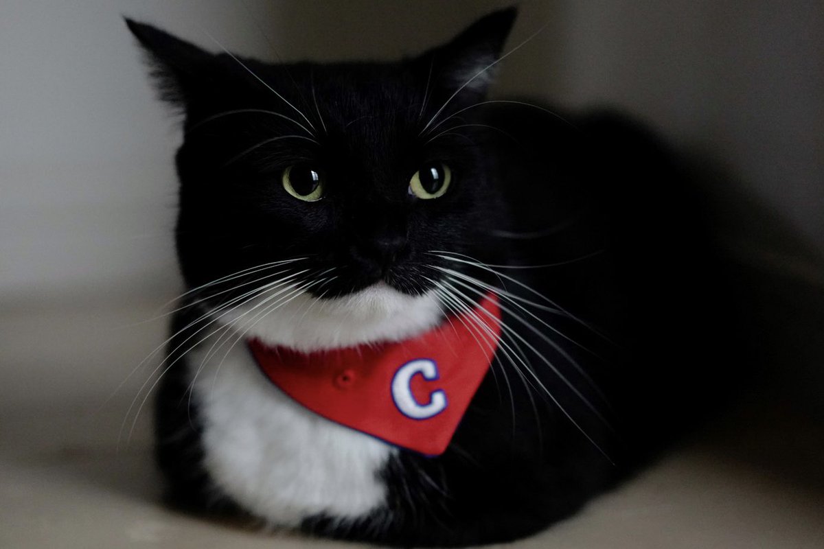 unicouniuni3's tweet photo. おててないない！

catloaf Uni! https://t.co/XrW5E4T9dy