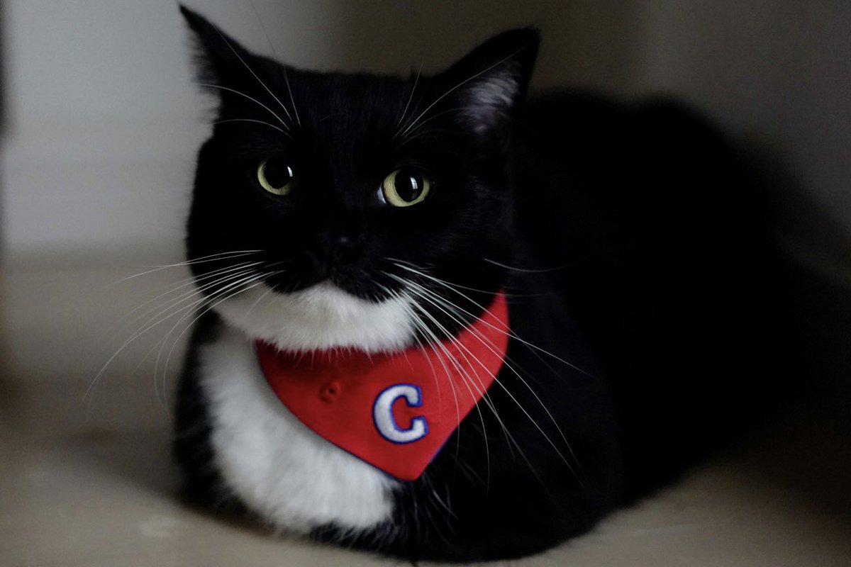 unicouniuni3's tweet photo. おててないない！

catloaf Uni! https://t.co/XrW5E4T9dy