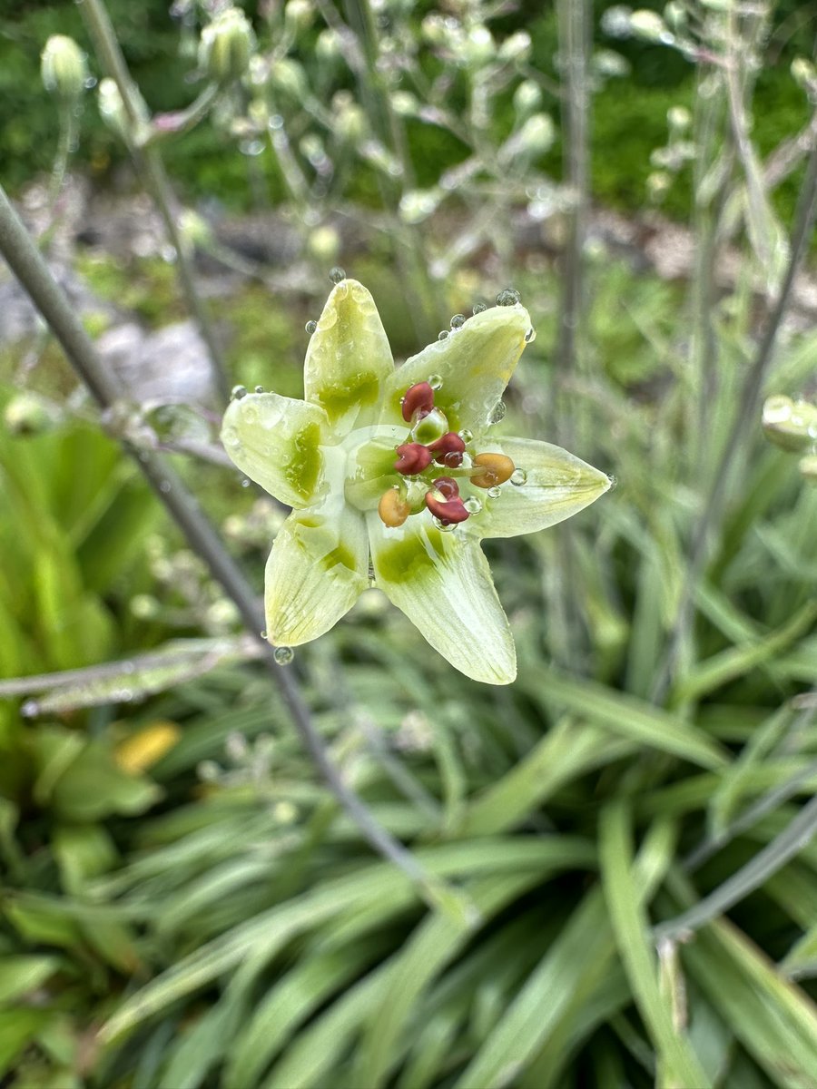 A very fond farewell to the garden in the sky. Thanks to @merlintrust1990 for sponsoring my 3 weeks at the Scahchen Alpengarten. 1 Campanula raineri, 2 Potentilla nitida, 3 Massonia saniensis, 4 Anticlea elegans,