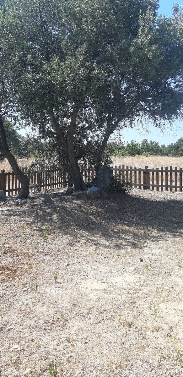 marcoleofrigio's tweet image. Turkish cemetery #CapeHelles i nomi dei soldati e sul prato i nomi delle città dei caduti e una tomba di un caduto conservata dal 1915