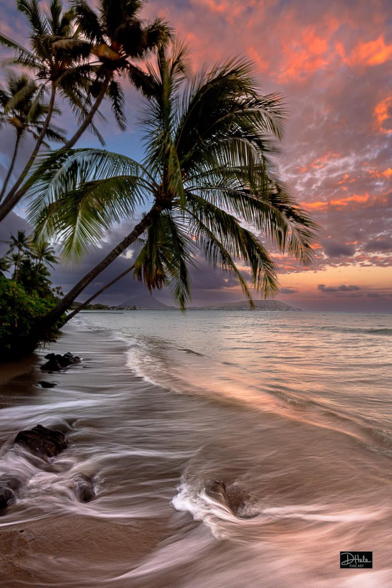 Pavlo 🏝️🐬 tweet media