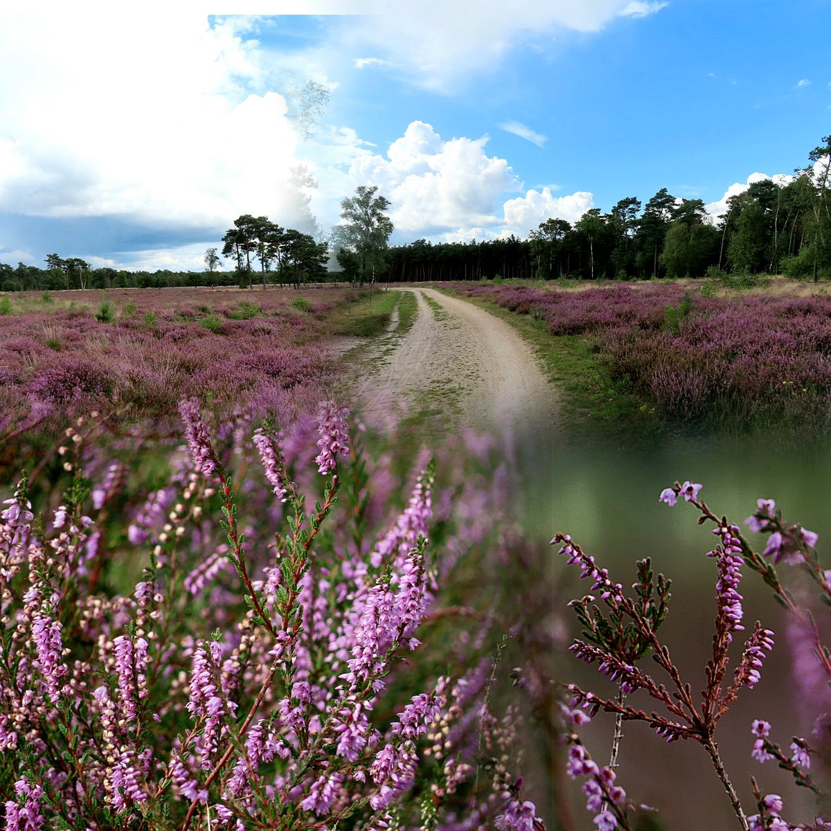 iet1234's tweet image. the moors, an impression 💜💜
and...best wishes for the weekend 
#moors #naturepainting #ThePhotoHour