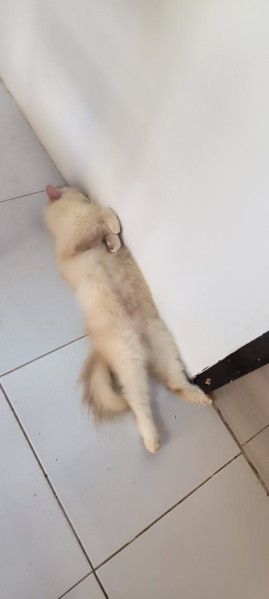 nodazmat's tweet photo. @kochengfs Kalo yg bugil gini boleh gak kak? Sori gak disensor https://t.co/hqCNW1jKi9
