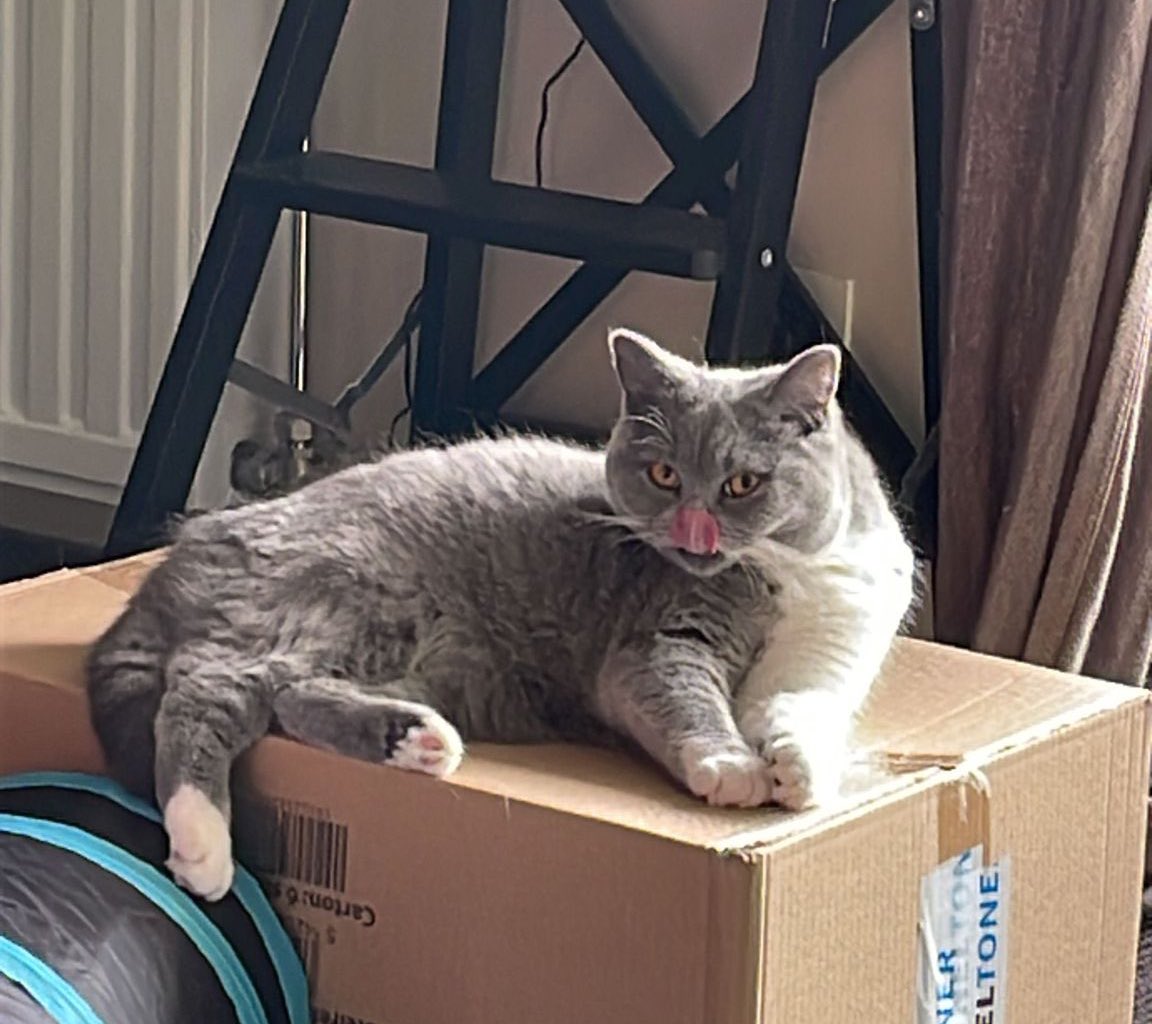 MargotMatters's tweet photo. If my cat would have a Tinder profile https://t.co/60EjhDmIw2