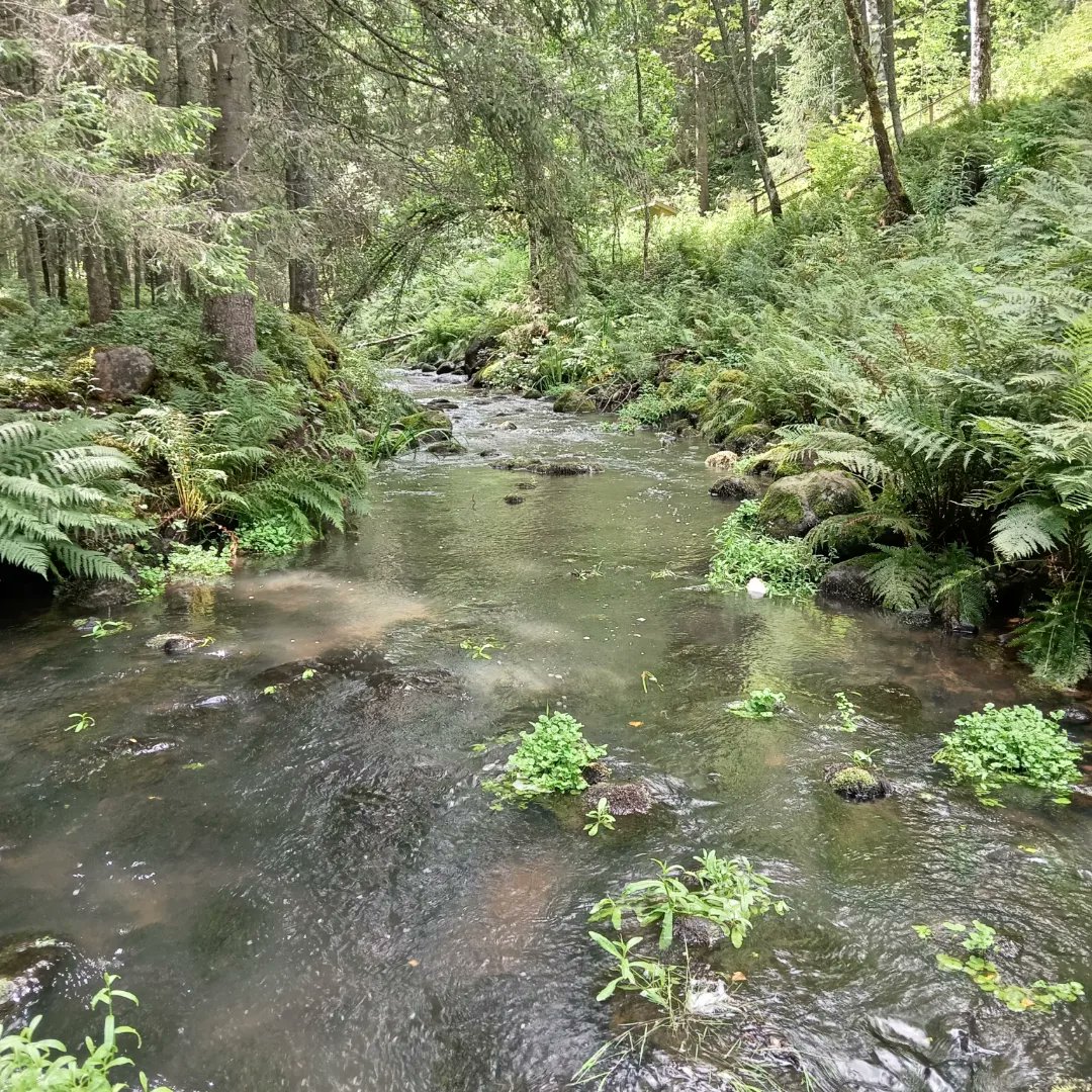 river_savers's tweet photo. PientÀ matkailua ja samalla vesiluonnon tarkkailua.
Kohde on HĂ€mjoki joka alittaa moottoritien E18.Löydettiin muutama kuollut rapu josta yhdestĂ€ kuvat đž.Myös sĂ€rkikaloja oli pitikin uomaa hyvin.
Vesisammalta varsinkin koski alueilla paljon, hieno paikka đ
#hÀmjoki #rapu #sÀrki https://t.co/TNiKVA8TZj