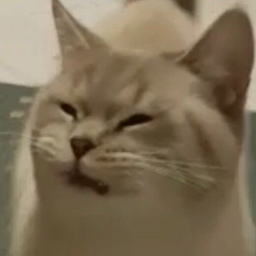 ricky as cats (@riyangiscat) on Twitter photo 