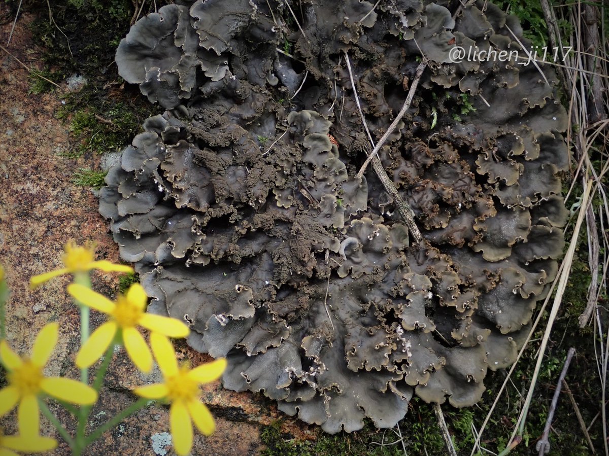 lichen_ji117's tweet photo. ふりふりツメゴケ。#Peltigera #地衣類 #Lichens https://t.co/iqK4h4RoHr