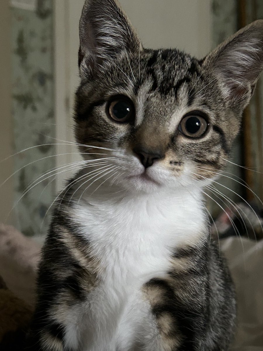 Fern Britton 💙No tick but the real deal tweet media