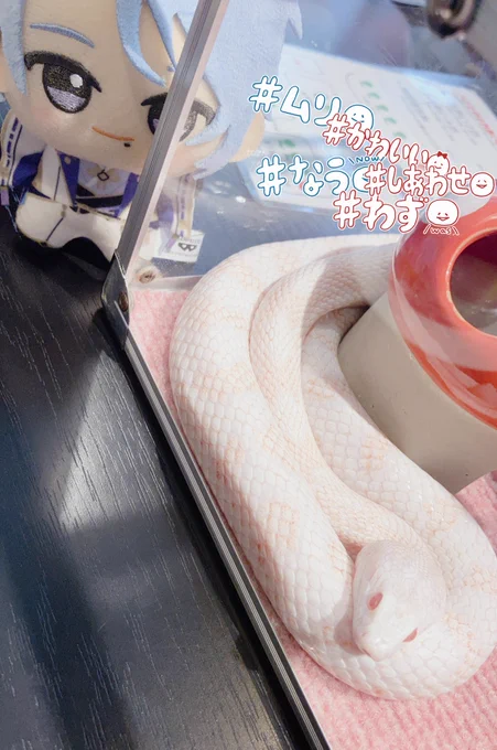 自我失礼するゾ〜^ 首に蛇巻いて貰った ちょせもいた可愛い 結構重たいからずっと巻いてたら絶対肩凝ると思います 現場からは以上です