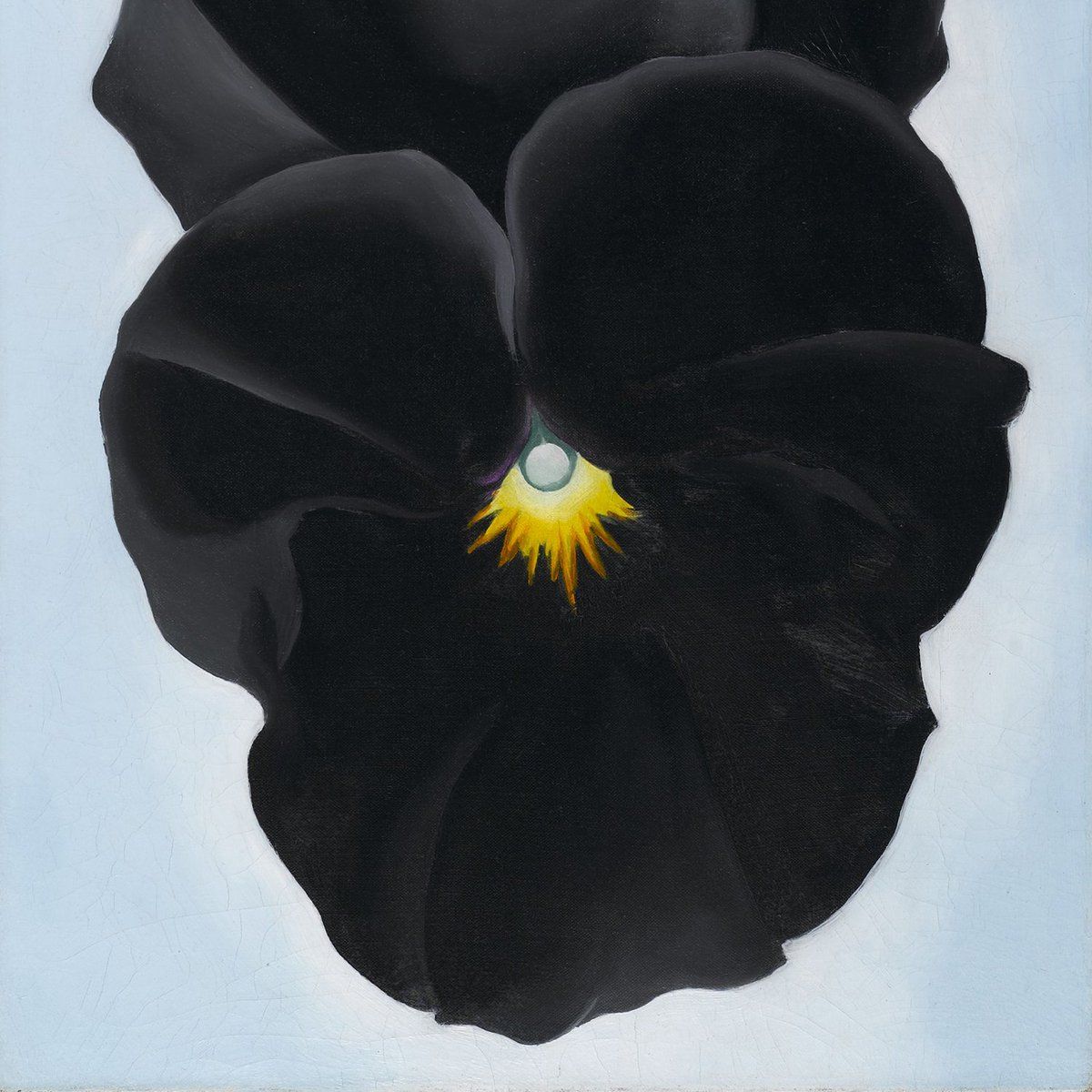 womensart1's tweet photo. Georgia O'Keeffe, Black Pansy (detail), 1926 #WomensArt https://t.co/NPmmr0bQhp