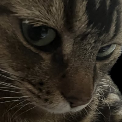 oedipusnj's tweet photo. #BCatPix
#NewProfilePic
#AlwaysUseALT
#AlwaysReadTheALT
#Caturday https://t.co/m060yGOFqS