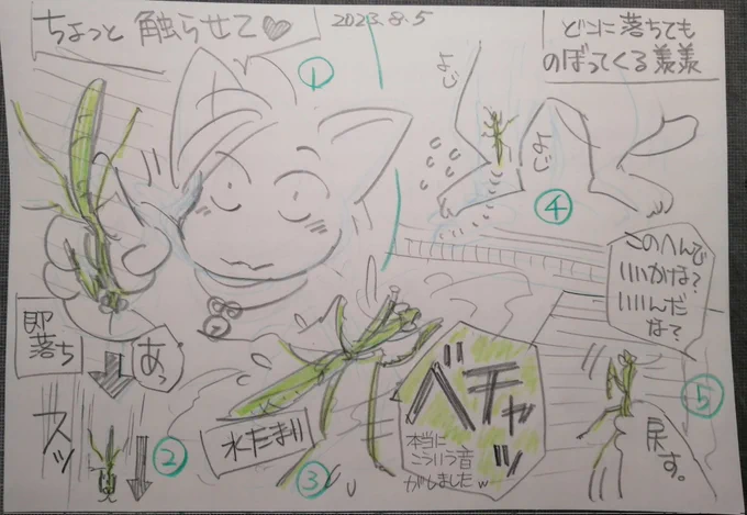 蟷螂の羨羨のはなし。触ったら即落下。水溜まりに全開脚で落ち、すっくと立ち上がり、よじ登る先を誤ってひたすら登るwww 