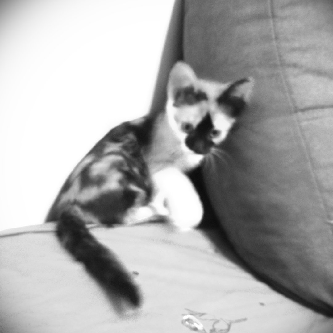 linWolf78's tweet photo. #FotografieDeProfilNouă https://t.co/hkwuZJh7xn
