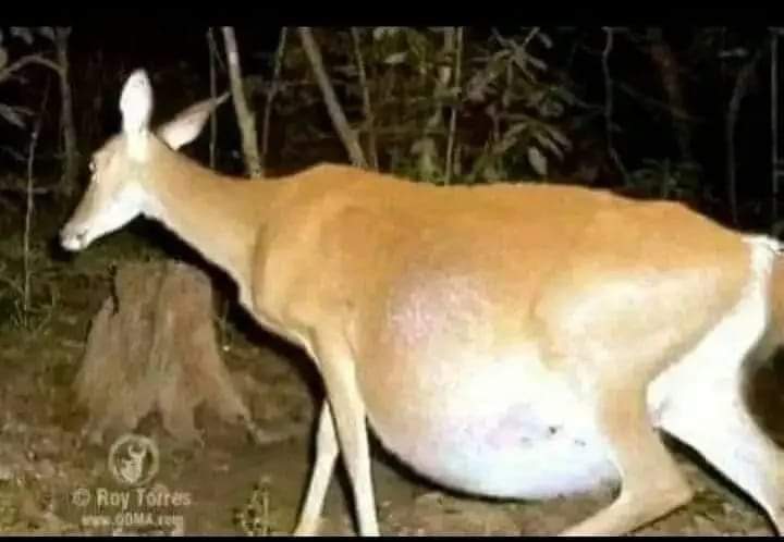 khalidsalmani1's tweet photo. एक दफा किसी हामला (pregnant) हिरणी को बच्चा जन्म देने की हाजत (जरुरत) पेश आई तो, उस ने दरिया के किनारे पर मौजूद जंगल की राह इख्तियार की,,फिर यू हुआ की अचानक मौसम खराब हो गया। आसमान से बिजली गिरी तो, जंगल में आग लग गई, घबराहट में हिरणी ने जान बचाने के लिए आस पास देखा तो, एक 👇 https://t.co/nhdgO1E4yB