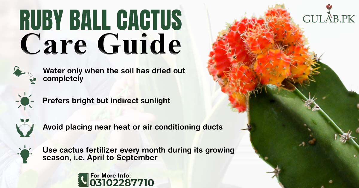 GulabPk2's tweet image. 🟢A bright red, ball-shaped cactus that grows on a green base.
⚪This plant only produces its pink blossoms under optimum conditions.

🟢It require some care for it's better growth.
📣Here are some care guide for your ease:

#gulabpk🌹 #careguide📖 #cacti🌵 #indoor🏦 #nursery🍀