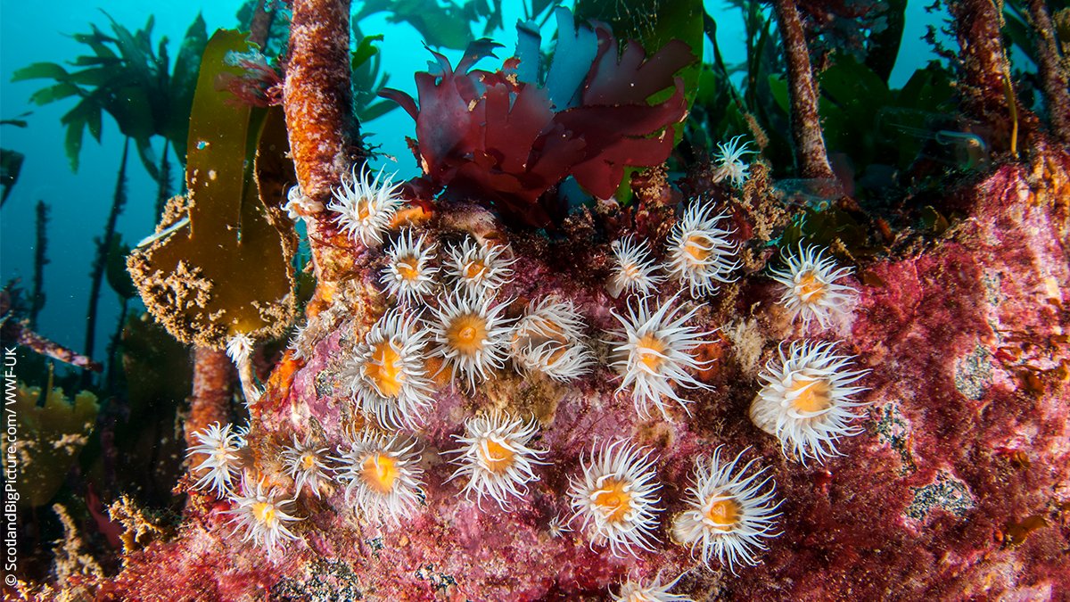 wwf_uk's tweet photo. Marine wildlife in the UK can be curiously colourful. 🤩 

We’re bringing our #NationalMarineWeek content to a close with incredible images of marine life from Scotland to Cornwall. A true reminder of how diverse these habitats are. 💙 https://t.co/HYjUwOc8xp