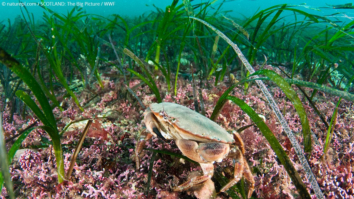 wwf_uk's tweet photo. Marine wildlife in the UK can be curiously colourful. 🤩 

We’re bringing our #NationalMarineWeek content to a close with incredible images of marine life from Scotland to Cornwall. A true reminder of how diverse these habitats are. 💙 https://t.co/HYjUwOc8xp