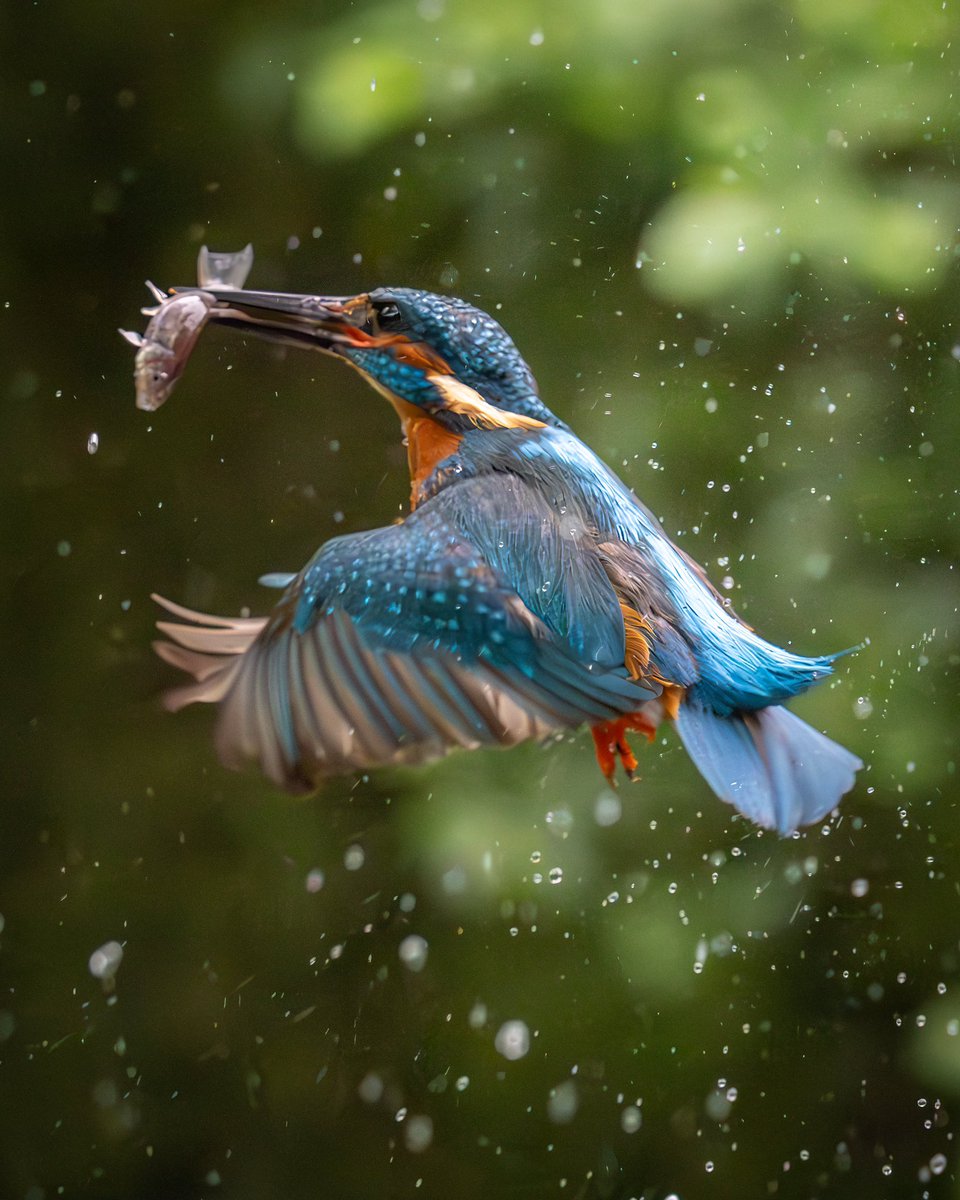 Paul__Browning_'s tweet photo. 👑 Kingfisher 1 - 🐟Minnow 0

••••••••••••••
#wildlifephotography #wildlife #nature
#BirdsOfTwitter #photography 
#sonyalpha #kingfisher https://t.co/H1fk9T6pPy