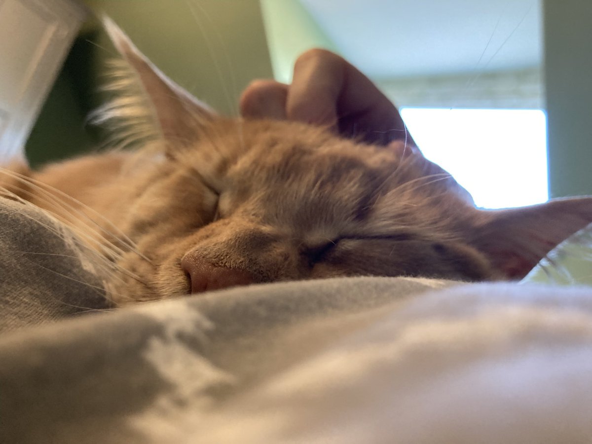 BobTheCat tweet media