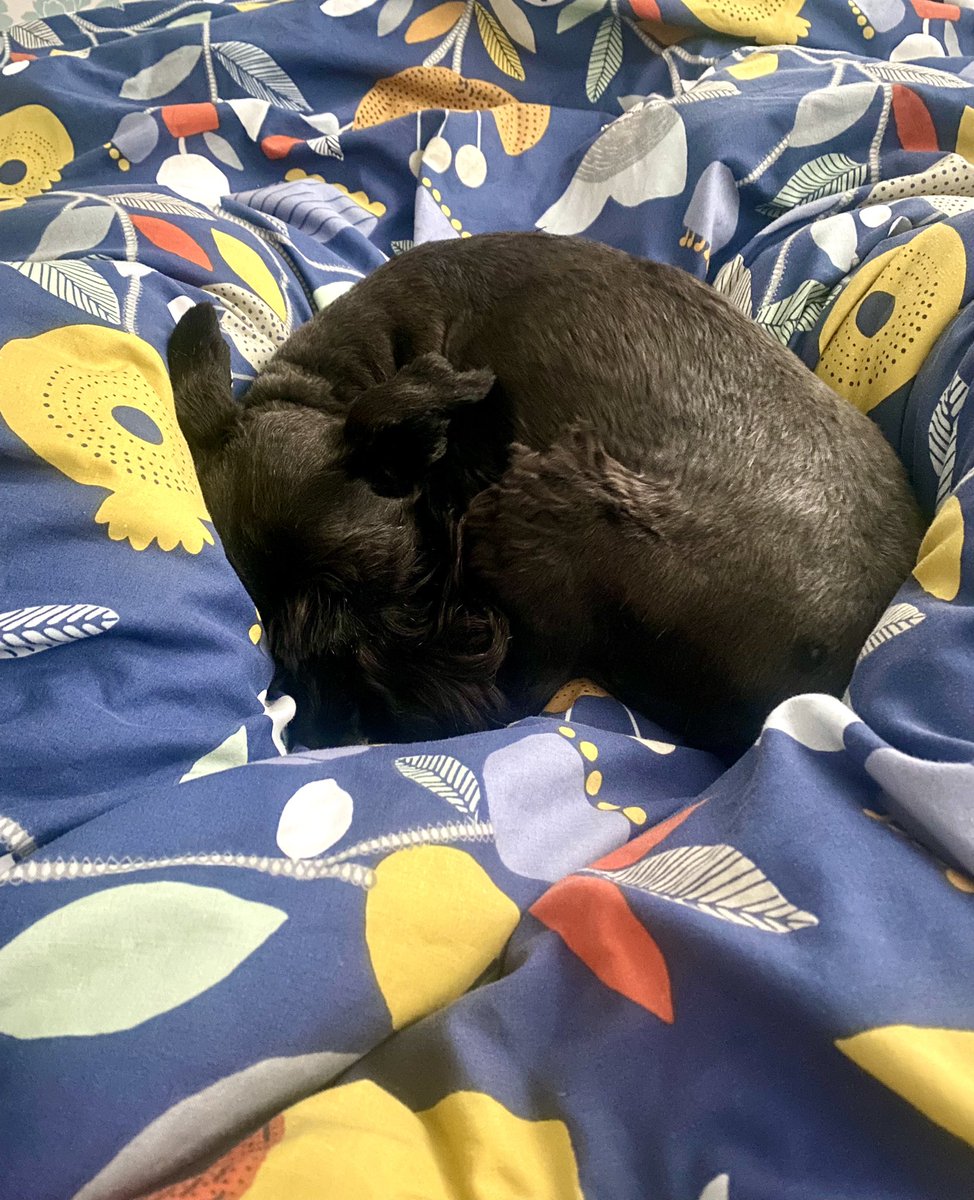Sam_Knight18's tweet photo. She got up, had breakfast, had a wee, checked out Storm Antoni then wanted to come back to bed. I was happy to oblige #britishsummer #weatherforducks #itsdryinthepub #schnauzer https://t.co/EjoKMK58vO