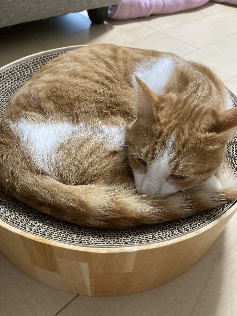 mrb0r4's tweet photo. S15レジェンド🤟🐈🐾🐈‍⬛🎀
何やっても勝てなくてメンタルやられましたが、最後はリザードンが全部ぶち抜いてくれました🔥🔥🔥
対戦ありがとうございました🙏💓 https://t.co/lqwrjYniip