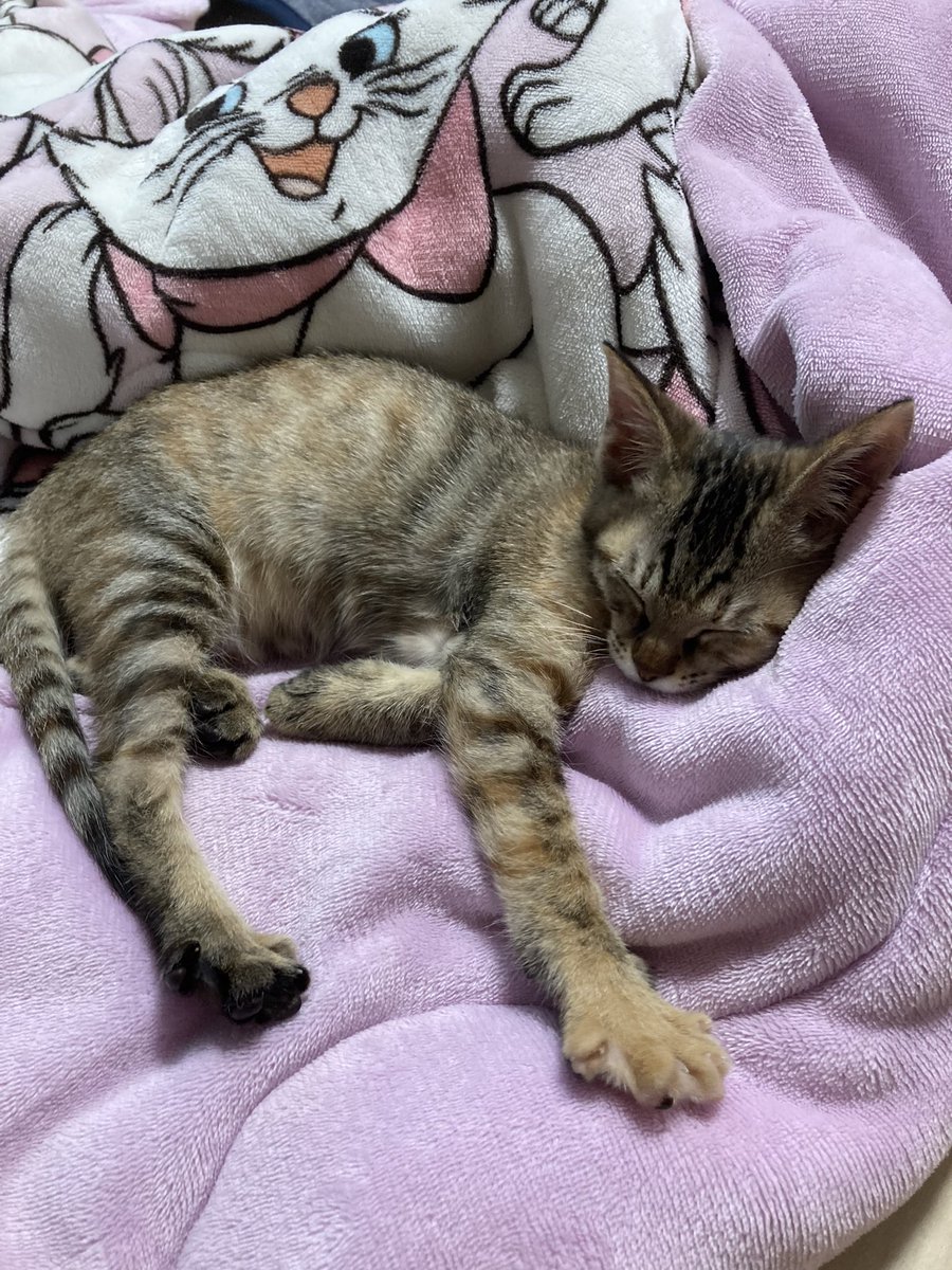 mrb0r4's tweet photo. S15レジェンド🤟🐈🐾🐈‍⬛🎀
何やっても勝てなくてメンタルやられましたが、最後はリザードンが全部ぶち抜いてくれました🔥🔥🔥
対戦ありがとうございました🙏💓 https://t.co/lqwrjYniip