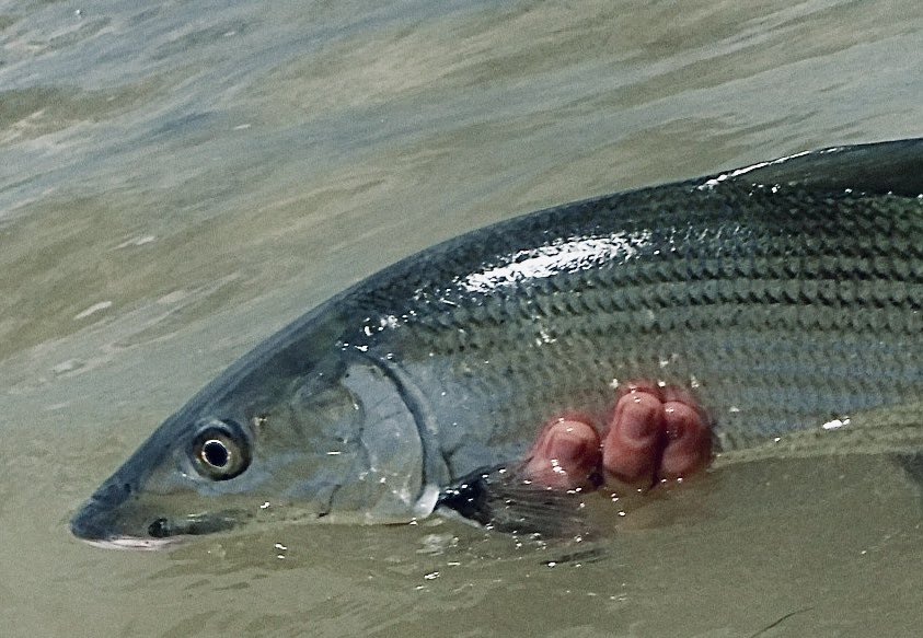 BonefishBananas's tweet photo. Ran into a pair of large bonefish cruising mangroves on the high tide….managed to get one on the line 👍 https://t.co/mWBllVtwId