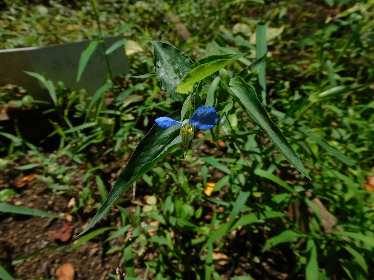 牧野記念庭園では、ヤブミョウガが花盛りです。黄色い雄しべが可愛らしいです。ミョウガと名前がついていますが、ツユクサの仲間です。園内にはツユクサも咲いています。ツユクサの雄しべも特徴的で花粉が出るのは2本だけで、それ以外の4本は黄色く目立ち、虫を誘う役割を担っているとされます。