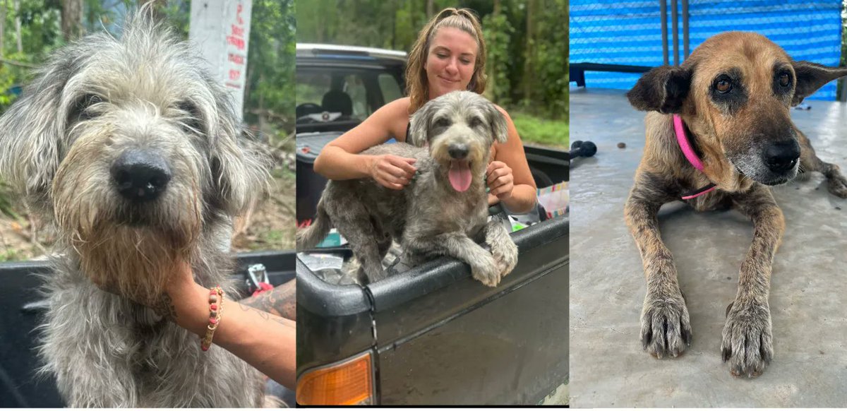 Not Just Happy Videos - Helping Street Dogs At Massive Scale 🐶✅📈

I’ve stated in the past that this mission is about cutting the number of street dogs in the world by 50% from 500 million down to 250 million. That sounds like a pretty insane statement but as I write this