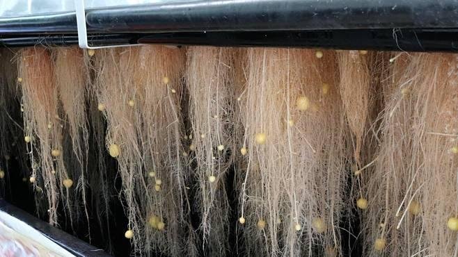 Aeroponics is the process of growing plants in an air or mist environment without the use of soil or an aggregate medium (known as geoponics). These are potatoes being grown in air 

[read more: buff.ly/2q9Lj0z]