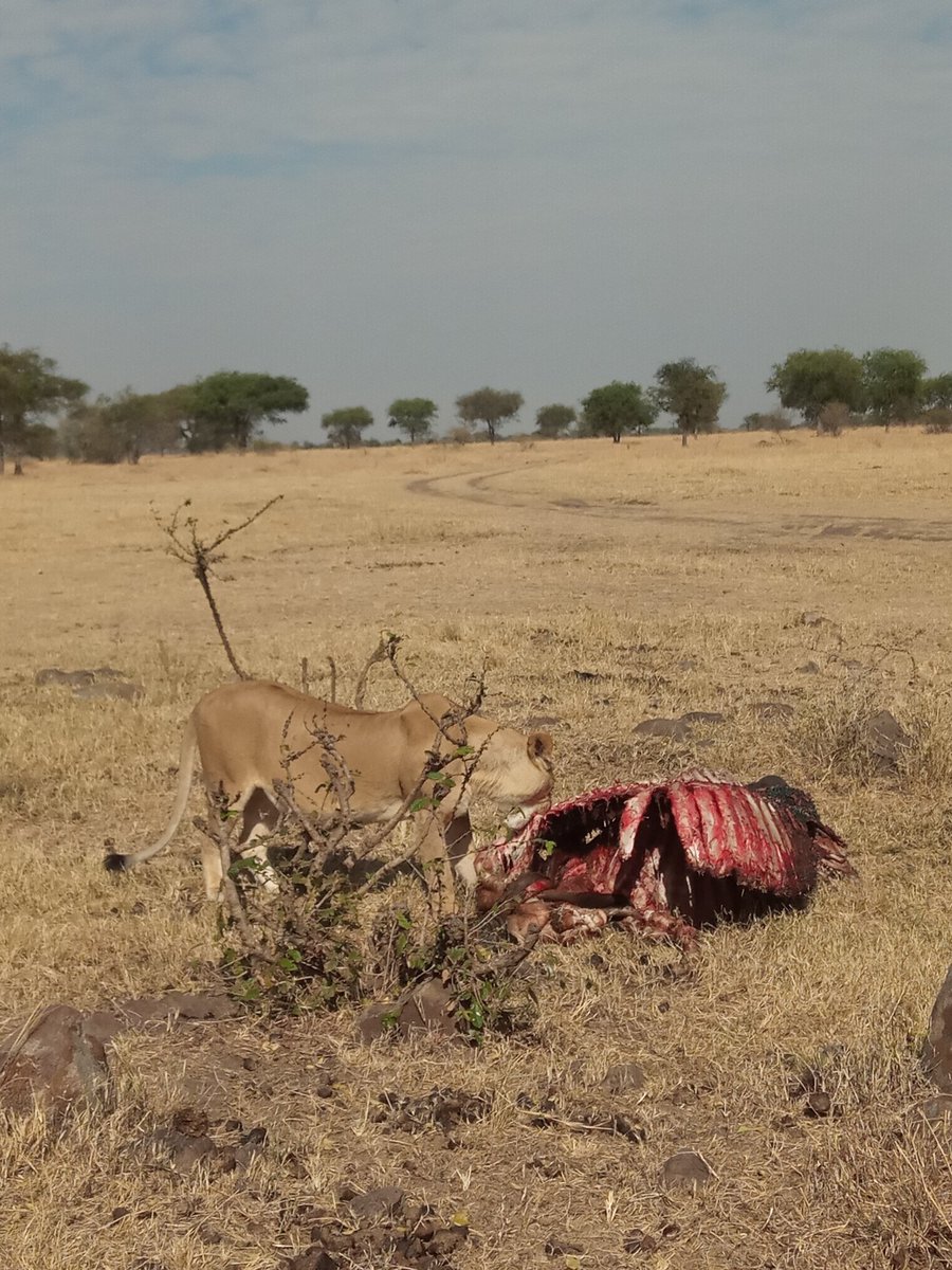 Tanzania Safari Experiences @africandiurnal

Join us for an authentic experience to remember.
Email us : info@africandiurnalsafaris.com
WhatsApp/ calls: +255 765 537 729

#safari #authentic #zanzibarisland #karibuafrica  #africansafari #africandiurnalsafaris #mwanza