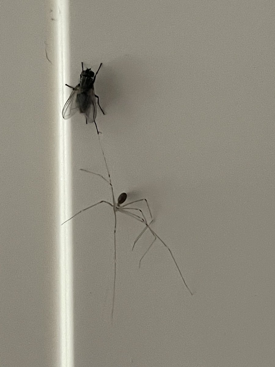 No1FarmerJake's tweet photo. Bit of a power struggle in the house today RT for #teamfly or ❤️ for #teamspider https://t.co/KGiCUZOd4P